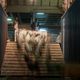 Sheep are herded onto a ship in the Berbera port.